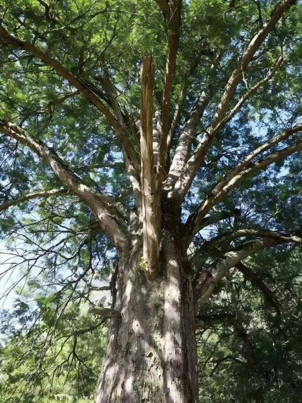 京海策略 第一批“国保单位·古树名木”协同保护名录发布，湖北2处入选